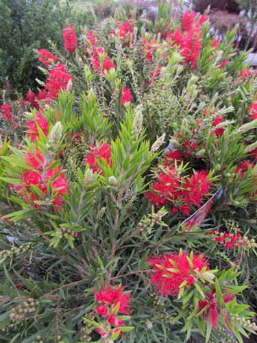 Afbeelding bij Callistemon citrinus splendens / Rode lampenpoetser 