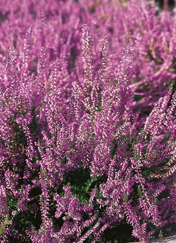 Afbeelding bij Calluna / Dopheide - zomerheide - struikheide 