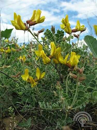 Afbeelding bij Calophaca - Calophaca grandiflora 
