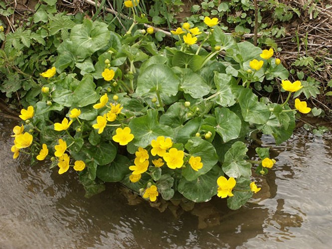 Afbeelding bij Caltha palustris / Dotterbloem geel  (plantenfiche)