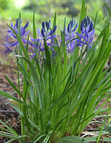 Afbeelding bij Camassia / Prairielelie