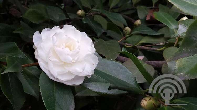 Afbeelding bij Camelia - Camellia j. 'Alba Plena' 
