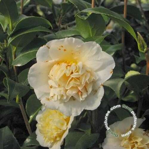 Afbeelding bij Camelia - Camellia j. 'Brushfield's Yellow' 