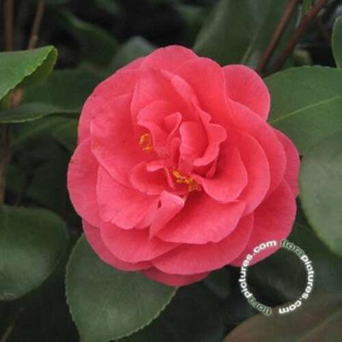 Afbeelding bij Camelia - Camellia j. 'Principessa Baciocchi' 