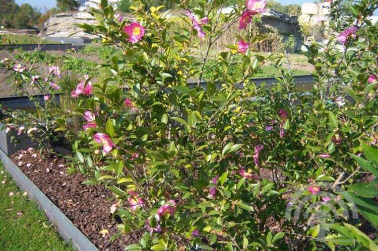 Afbeelding bij Camelia - Camellia sas. &#039;Vicomte de Noailles&#039;