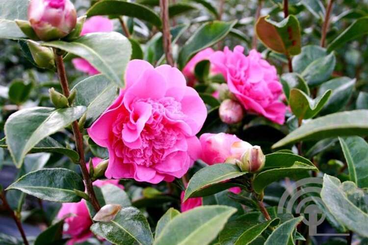 Afbeelding bij Camelia - Camellia wil. 'Debbie' 