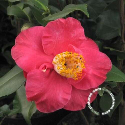 Afbeelding bij Camelia - Camellia j. &#039;Dr. King&#039; 
