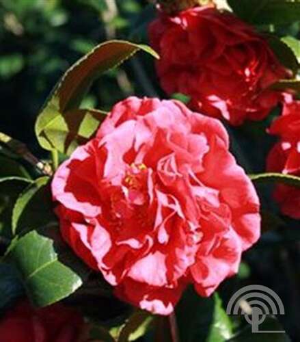 Afbeelding bij Camelia - Camellia j. 'Kramer's Supreme'