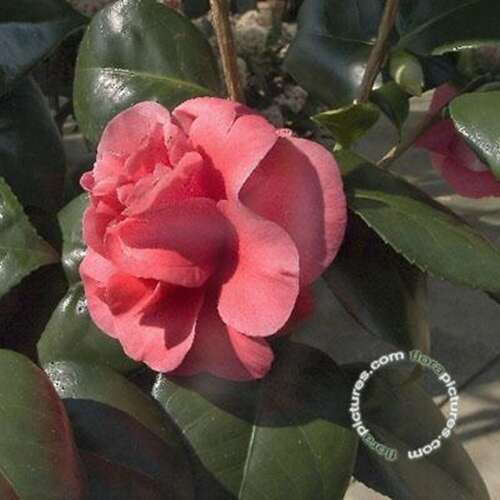 Afbeelding bij Camelia - Camellia j. &#039;Lady Campbell&#039;