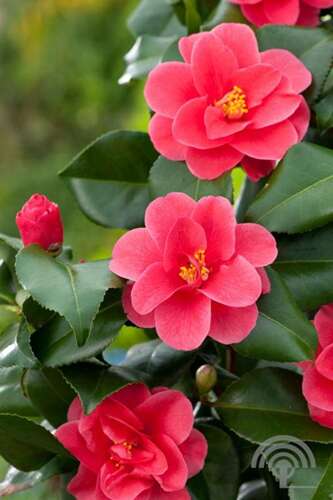 Afbeelding bij Camelia - Camellia j. 'Mary Williams'