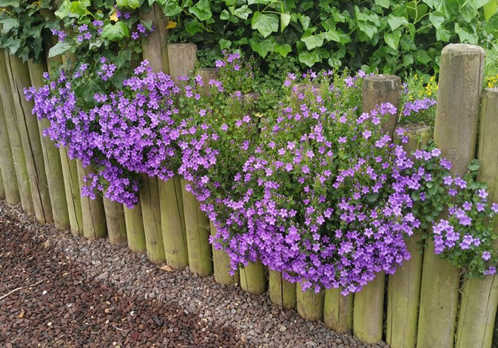 Afbeelding bij Campanula bodembedekkend / klokjesbloem (soort)