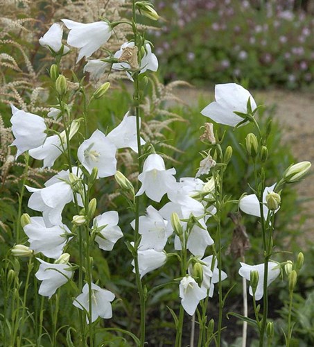 Afbeelding bij Campanula hoge soorten / Perzikbladklokje