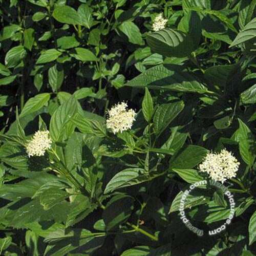 Afbeelding bij Canadese kornoelje - Cornus stol. 'Flaviramea'