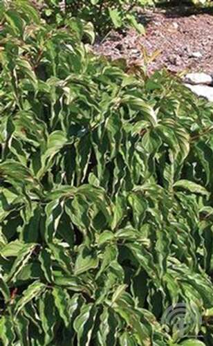 Afbeelding bij Canadese kornoelje - Cornus stol. &#039;Kelseyi&#039; 