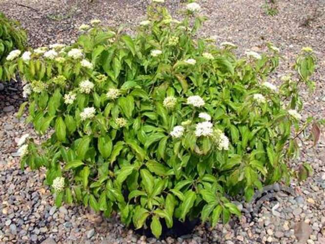 Afbeelding bij Canadese kornoelje - Cornus stol. &#039;Kelsey&#039;s Dwarf&#039;