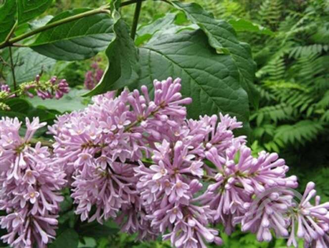 Afbeelding bij Canadese Sering - Syringa villosae &#039;Minuet&#039; 