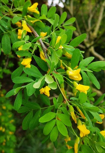 Afbeelding bij Caragana / Erwtenstruik (soort)