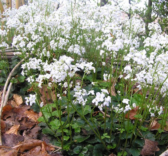 Afbeelding bij Cardamine trifolia / Pinksterbloem