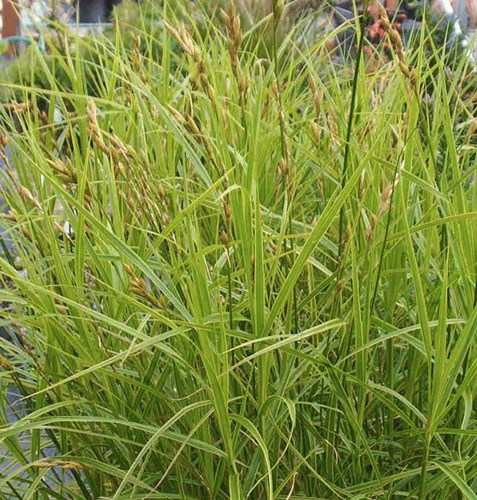 Afbeelding bij Carex muskingumensis / palmzegge