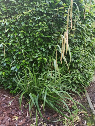 Afbeelding bij Carex  / zegge