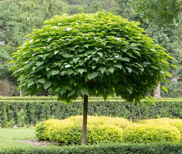 Afbeelding bij Catalpa bignonioides ‘Nana&#039; / Trompetboom