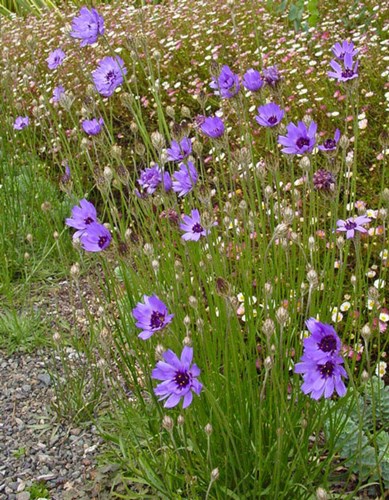 Afbeelding bij Catananche caerulea / Strobloem