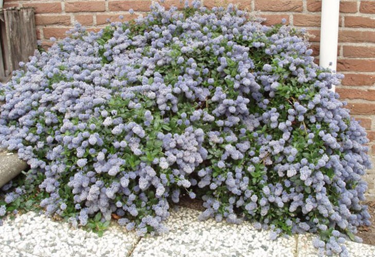 Afbeelding bij Ceanothus / Amerikaanse kruipsering (algemeen)