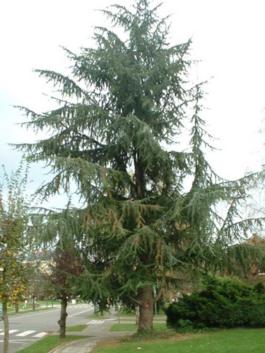 Afbeelding bij Cedrus / Ceder 