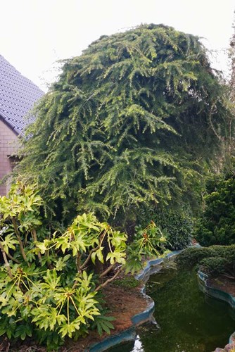 Afbeelding bij Cedrus deodara pendula / Treurceder