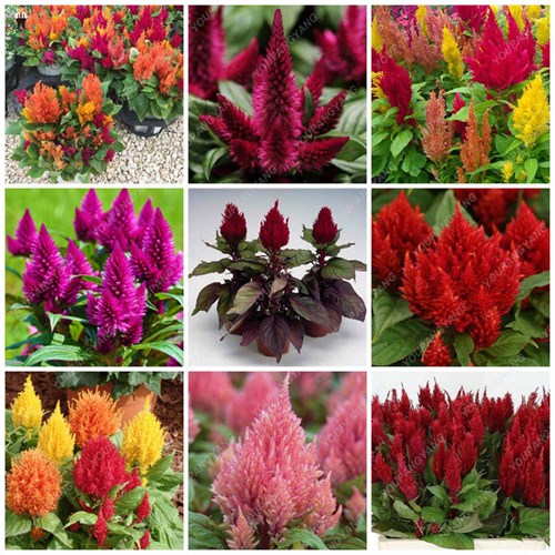 Afbeelding bij Celosia