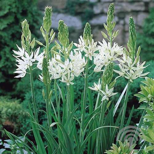 Afbeelding bij Celtisbladklokje - Campanula lact. &#039;Alba&#039; 