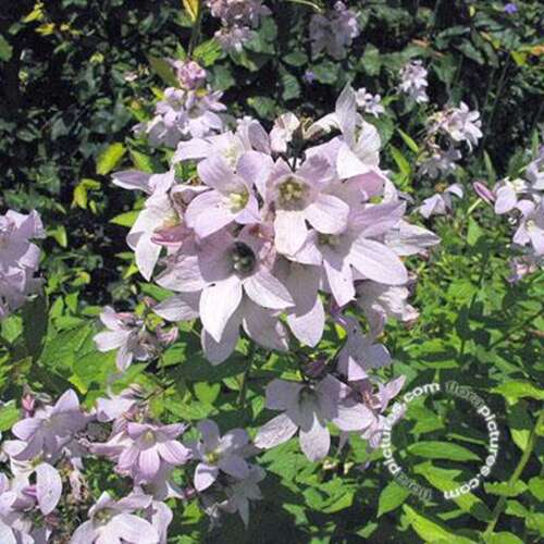 Afbeelding bij Celtisbladklokje - Campanula lact. &#039;Loddon Anna&#039; 