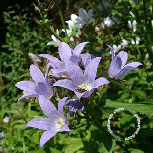 Afbeelding bij Celtisbladklokje - Campanula lact. &#039;Prichard&#039;s Variety&#039; 