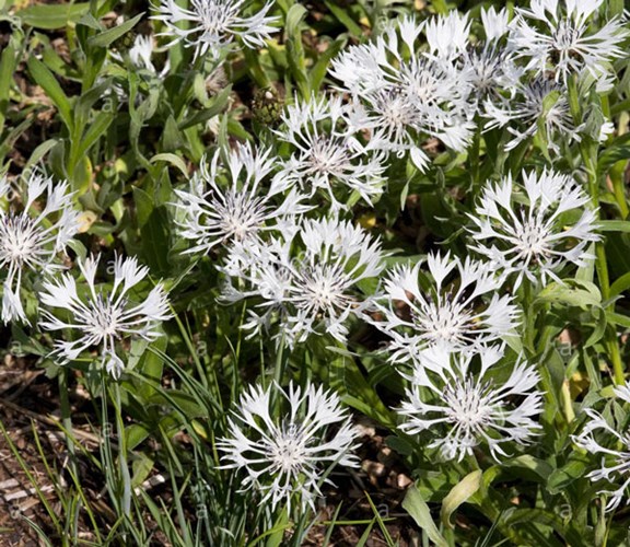 Afbeelding bij Centaurea / Bergkorenbloem (soorten)