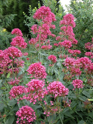 Afbeelding bij Centranthus / Spoorbloem