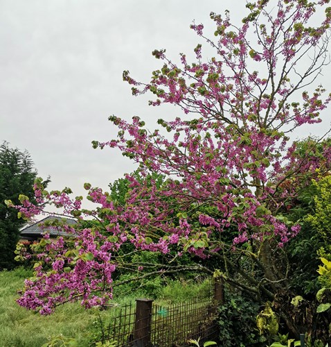 Afbeelding bij Cercis siliquastrum / Judasboom