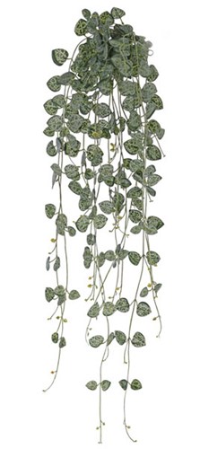 Afbeelding bij Ceropegia Woodii / Chinees lantaarn plantje