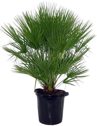 Afbeelding bij Chamaerops humilis / Europese dwergpalm