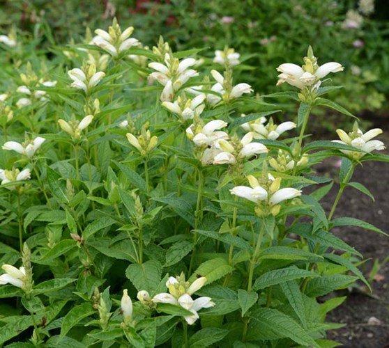 Afbeelding bij Cheleone obliqua / Schildpadbloem, slangekop  