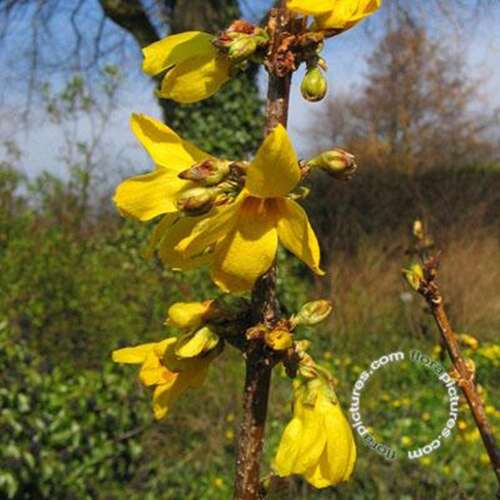 Afbeelding bij Chinees klokje - Forsythia int. 'Golden Nugget'
