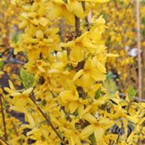Afbeelding bij Chinees klokje - Forsythia int. 'Goldrausch' 