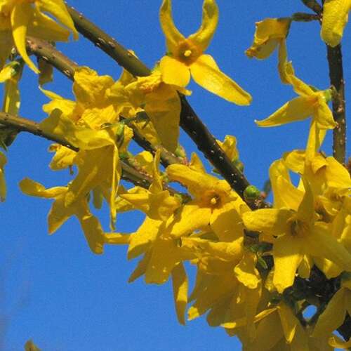 Afbeelding bij Chinees klokje - Forsythia int. 'Spectabilis' 
