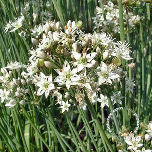 Afbeelding bij Chinese bieslook - Allium Tuberosum