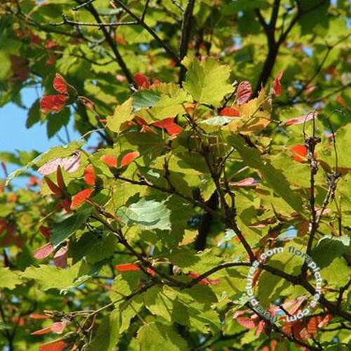 Afbeelding bij Chinese esdoorn - Acer tataricum &#039;Ginnala&#039; 
