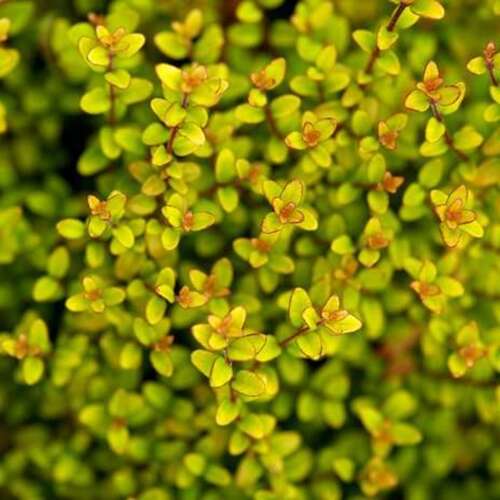 Afbeelding bij Chinese kamperfoelie - Lonicera nit. 'Baggesen's Gold' 