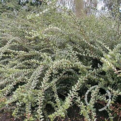 Afbeelding bij Chinese kamperfoelie - Lonicera nit. &#039;Lemon Beauty&#039; 