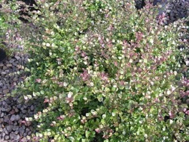 Afbeelding bij Chinese kamperfoelie - Lonicera nit. 'Red Tips' 