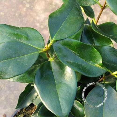 Afbeelding bij Chinese Liguster - Ligustrum Lucidum