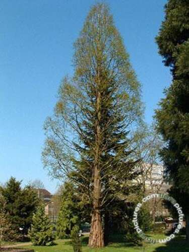 Afbeelding bij Chinese moerascipres - Metasequoia glyptostroboides
