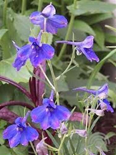 Afbeelding bij Chinese ridderspoor - Delphinium grand. 'Butterfly' 